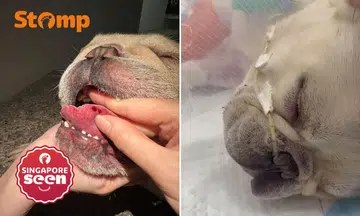 Frenchies suffer heatstroke after air-con allegedly turned down during daycare transport, NParks investigating