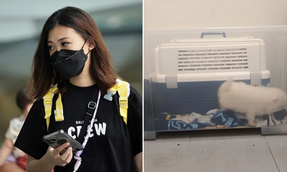 Woman jailed for smuggling, keeping puppies for sale