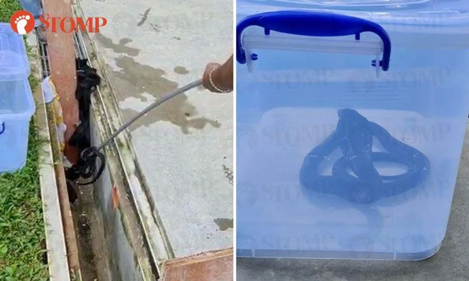Equatorial spitting cobra rescued from drain at Sembawang Crescent