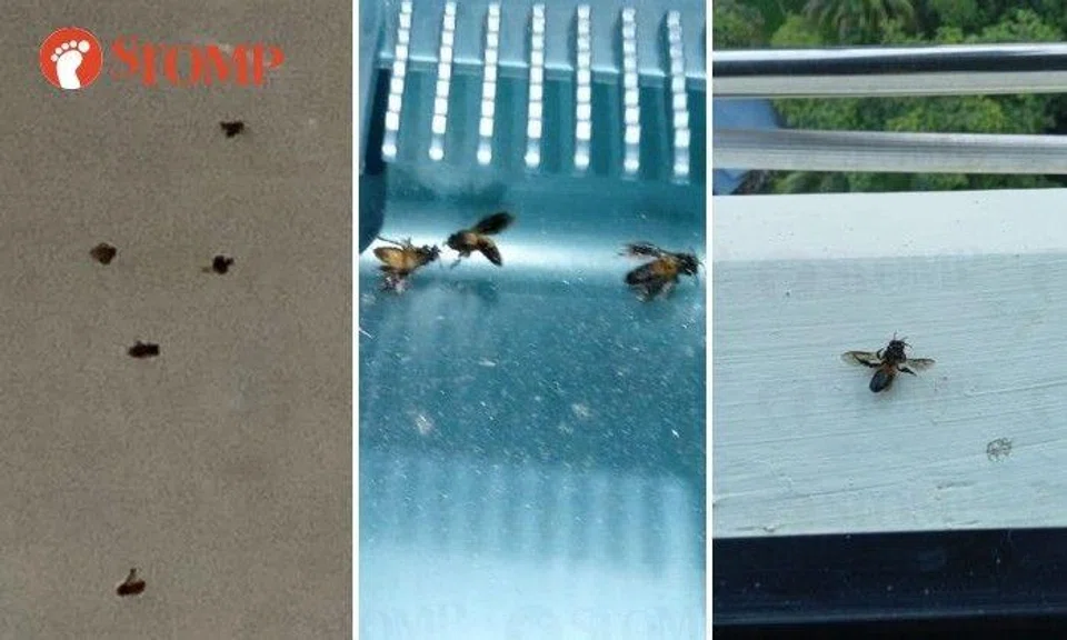 "I quickly used insect spray to kill some bee and shut all my windows."