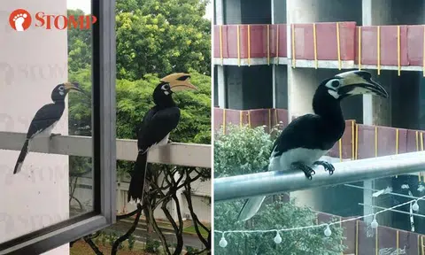'Huat ah!': Stompers thrilled by hornbills visiting their homes in Geylang and Toa Payoh