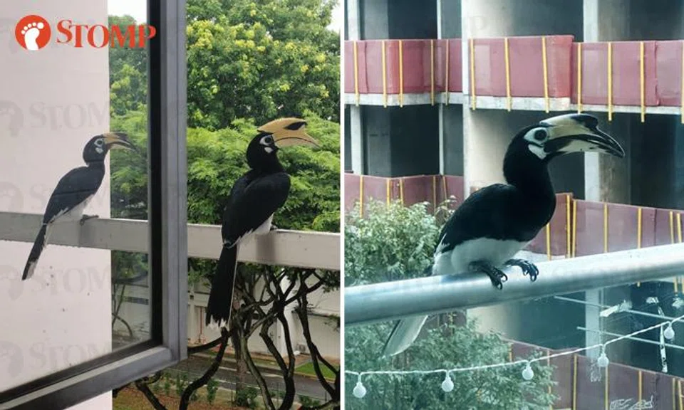 Stomper Helen spotted two hornbills (left) on her laundry rack in Toa Payoh, while Stomper Rajan saw a hornbill on his condo balcony in Geylang.