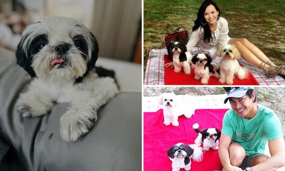Pierre Png and Andrea DeCruz mourn the loss of their shih tzu: 'Last of the three amigos'