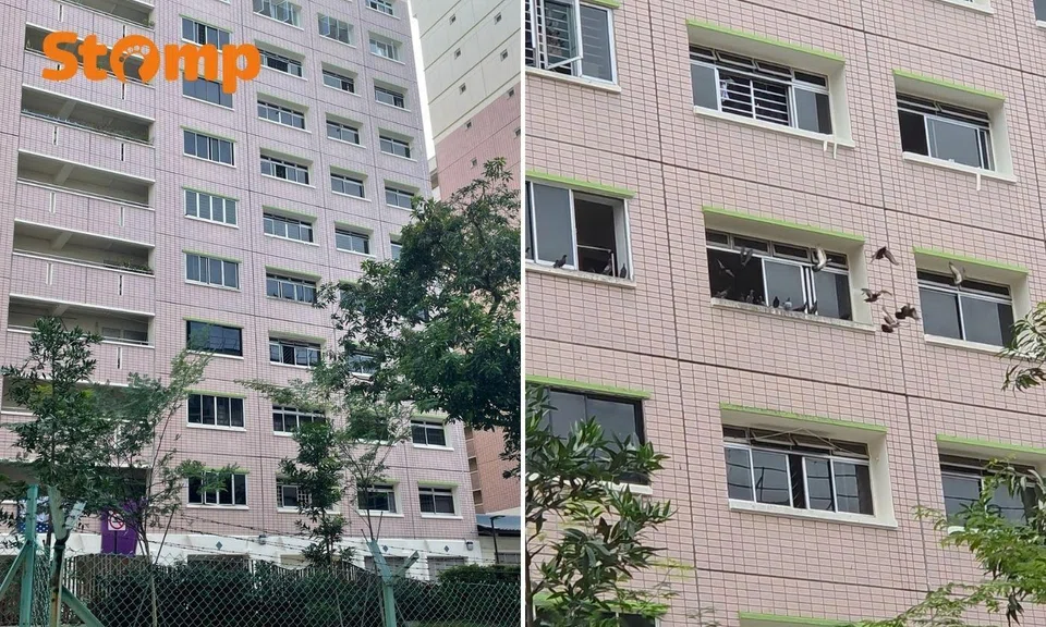 pigeon feeding at chai chee hdb flat