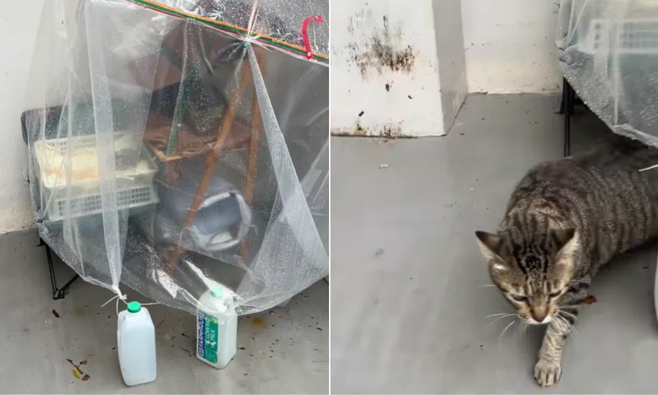 The cat was seen taking shelter in a handmade structure during a rainy day.