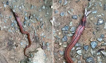 Rare, venomous blue-necked keelback snake spotted at MacRitchie Reservoir
