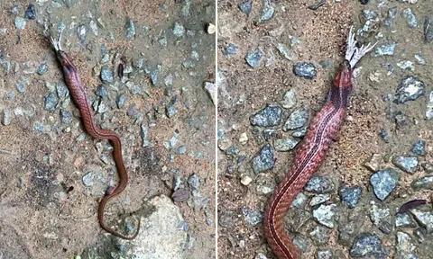 Rare, venomous blue-necked keelback snake spotted at MacRitchie Reservoir