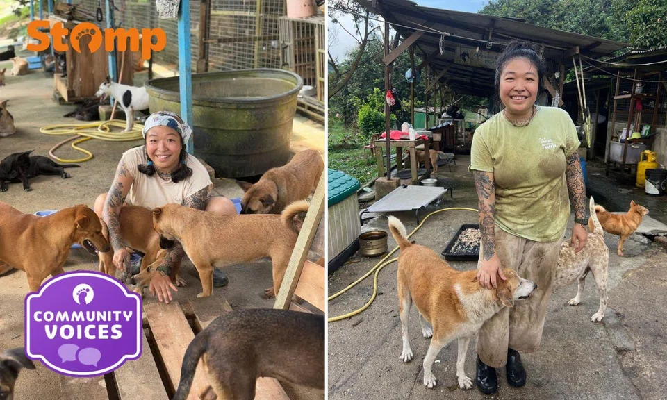 Ms Sim volunteers at the Companion Animal Rescue Effort Society in Johor Bahru, Malaysia (Cares JB) at least once a week.