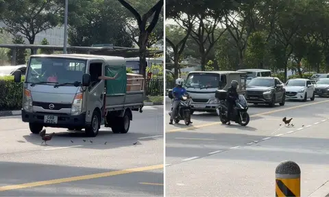 Motorists slow down for chickens crossing Upper Thomson Road, motorcyclist guides animals to safety