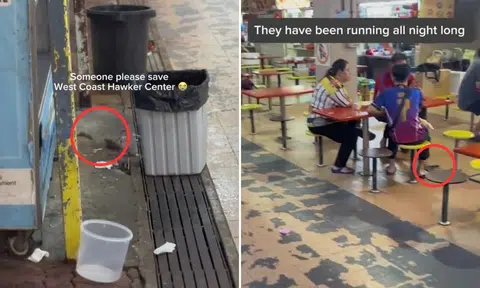 rats dash between diners feet at west coast hawker centre