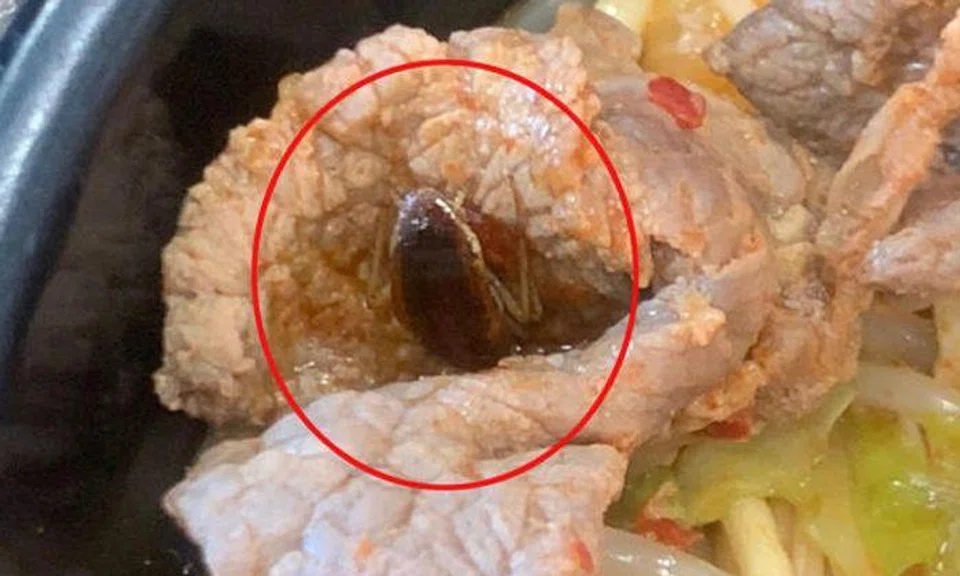 Manager admits restaurant was negligent after diner bites into cockroach during meal