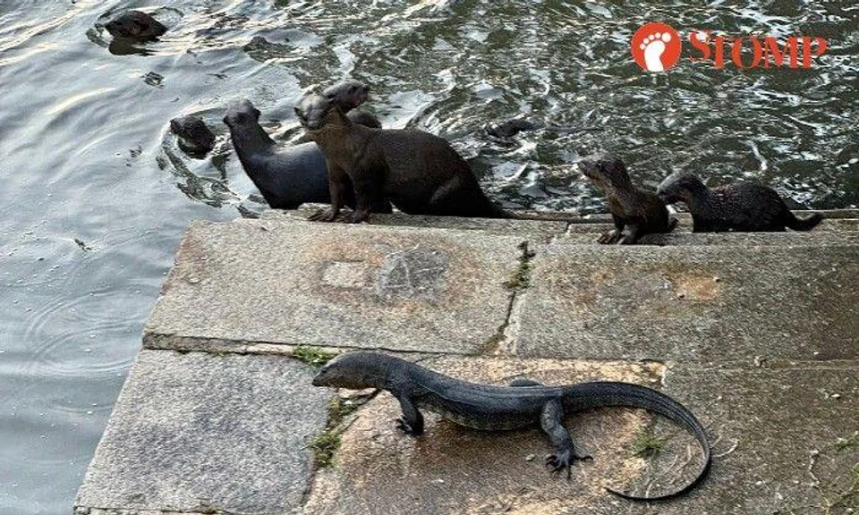 Sharing a video of the unexpected interspecies meeting, the Stomper said: "I've never seen an encounter like this before."