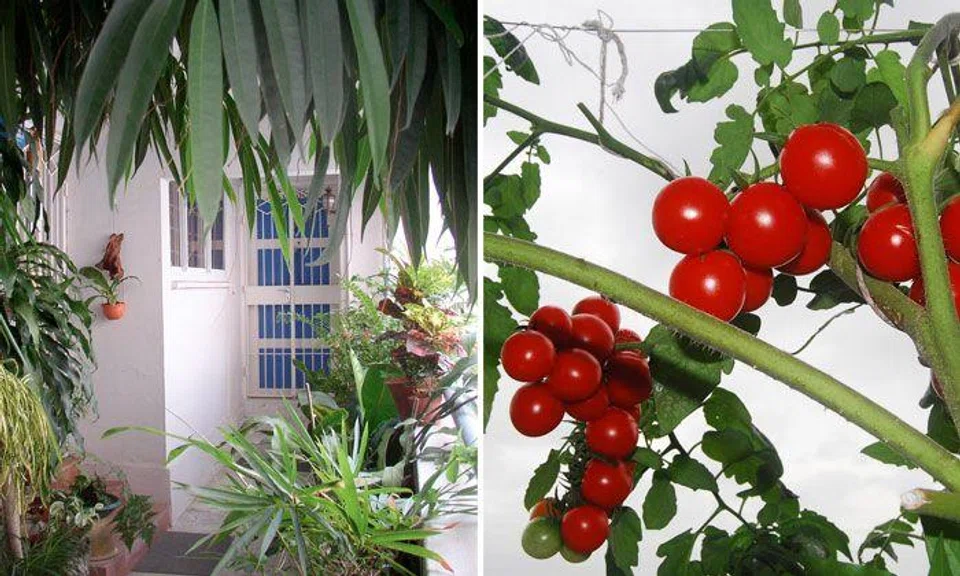 Here's how you can transform your HDB corridor into a flourishing garden