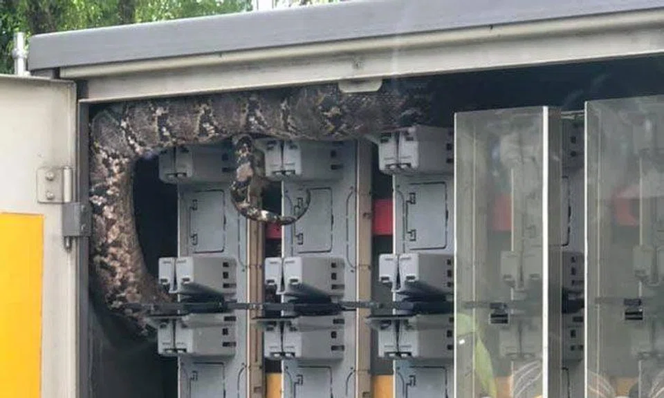 Huge reticulated python spotted nestled in electrical box at Tanglin Road