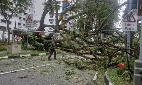A tree along Pipit Road in MacPherson fell early on the morning of Feb 18, causing the two-lane road to be blocked for hours.