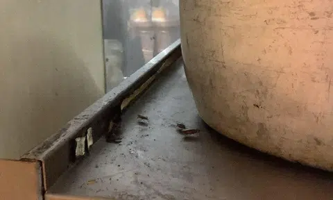 MOH and SFA conducted a joint investigation at the restaurant's premises and found multiple food safety lapses such as severe cockroach infestation at food preparation areas, peeling wall paint and cracked, discoloured floor tiles.