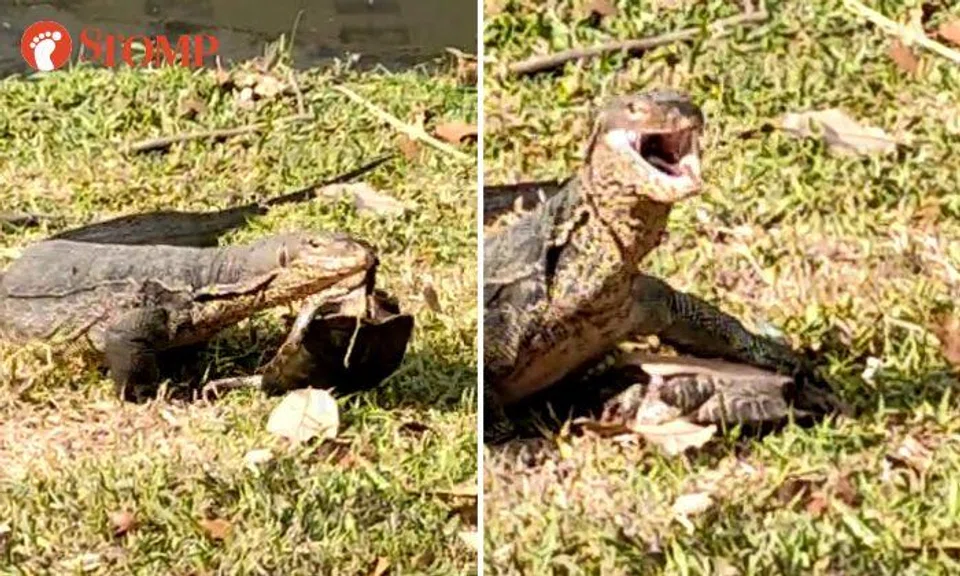 Monitor lizard eats turtle along Kallang River