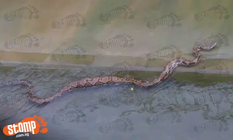 Huge python goes for a dip in the drain at Bukit Batok Ave 4 | STOMP