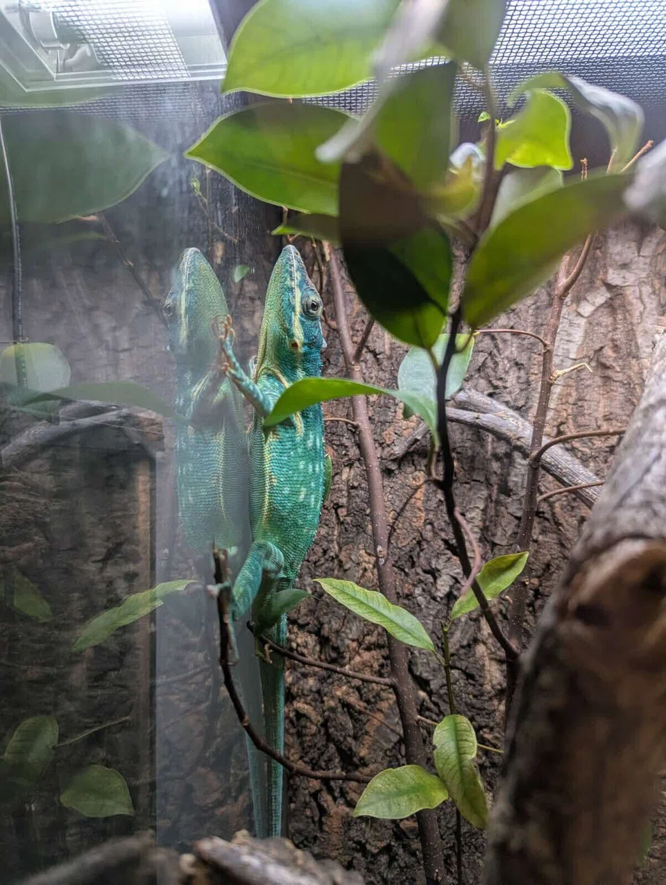 Seized Blue Beauty Anole, a CITES Appendix III-listed species, found in a tank.
