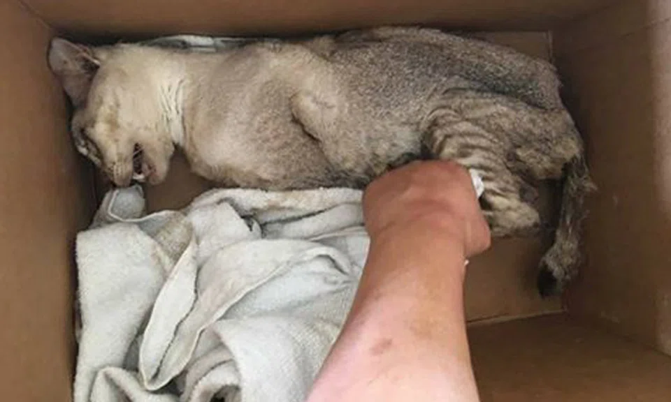 Photo: Facebook/Cat Welfare Society