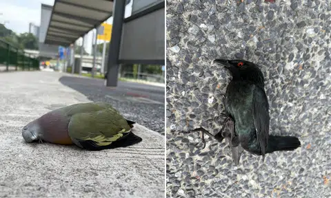 Birds found dead after colliding into glass panels at Dairy Farm bus stop