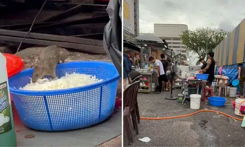 A rat feasted on noodles from a pork noodles stall in Johor Bahru frequented by Singaporeans. 