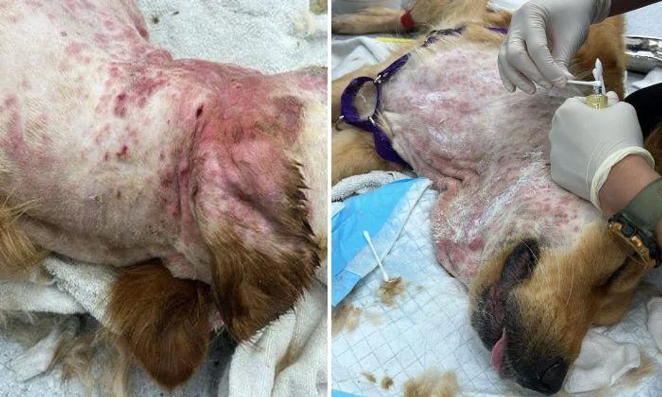 A woman who left her Golden Retriever with a dog trainer while she went overseas got a rude shock when she returned and found her pet’s neck covered in wounds that were infected and filled with pus. 