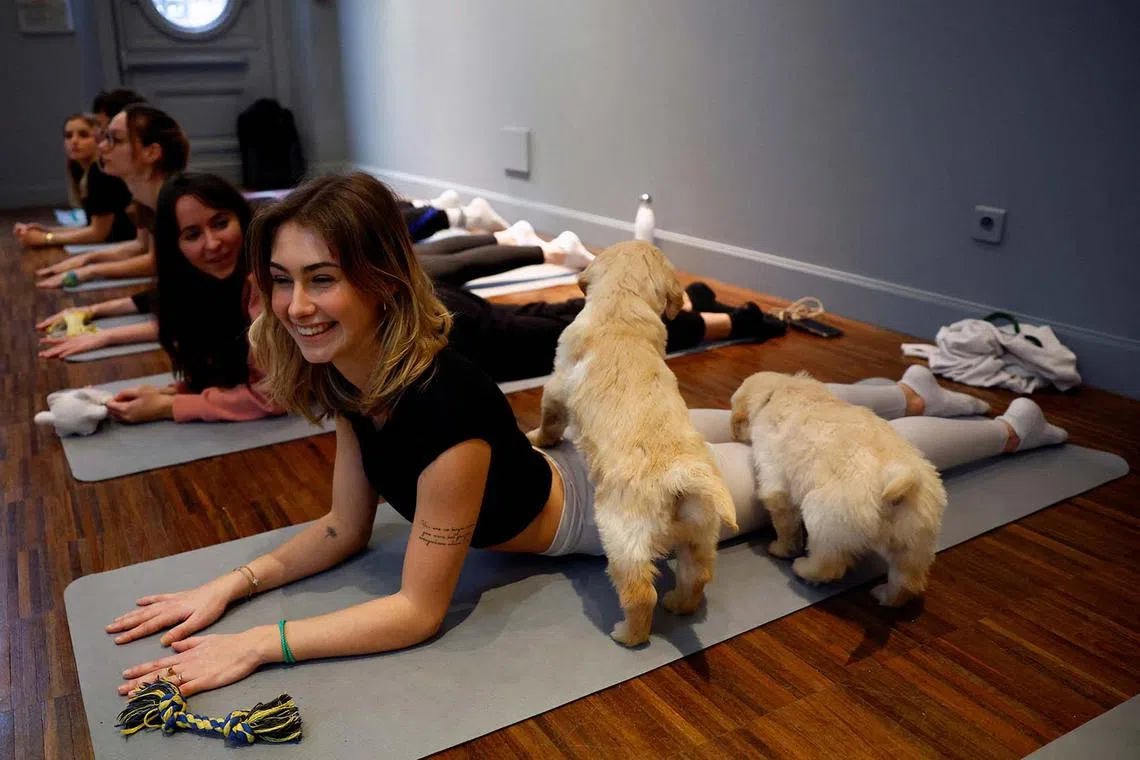 Participants performing a yoga exercise as Golden Retriever puppies play around them during a yoga class at a studio in Paris, France, Dec 20, 2023. 