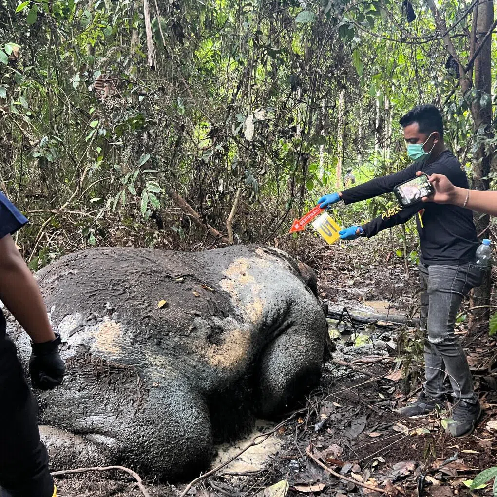 Police officers on Feb 5 examine the scene where the carcass of a Sumatran elephant was found in a forest concession area of PT Riau Andalan Pulp and Paper.