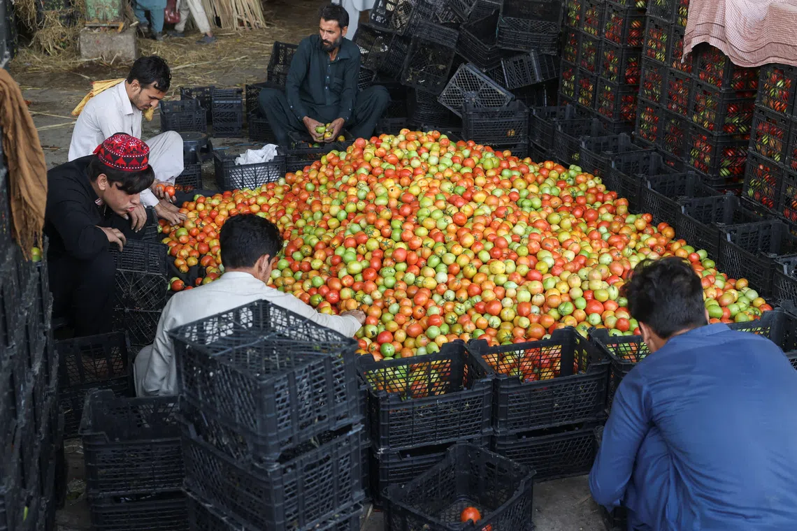Men sort tomatoes at a wholesale vegetable market, as prices of various vegetables and fruits rose after Pakistan closed border crossings with Afghanistan following exchanges of fire, and a ceasefire deal was later agreed upon by the two nations, in Peshawar, Pakistan, October 23, 2025. REUTERS/Fayaz Aziz