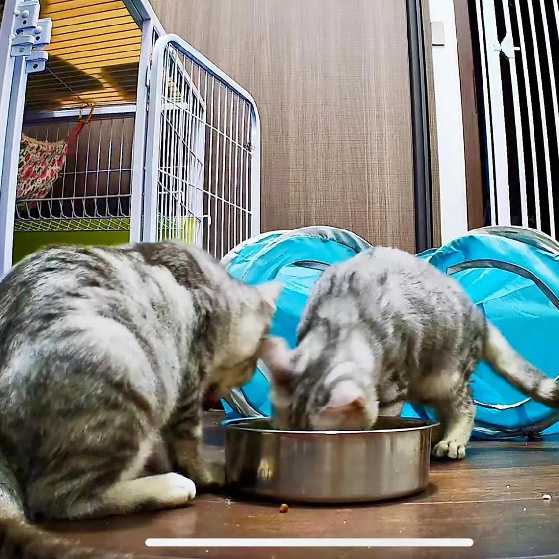 Four-month-old kittens from a backyard breeder are suspected to have cat cerebellar hypoplasia, a condition where the brain does not finish growing and remains in an immature state due to a viral infection in the mother cat. 

Copyright: Tye Pek Yue