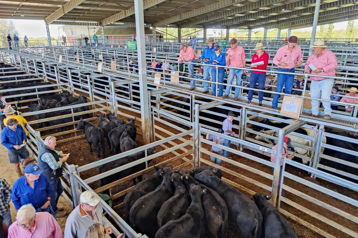 Australian beef farmers say Trump tariffs to boost price of US hamburgers