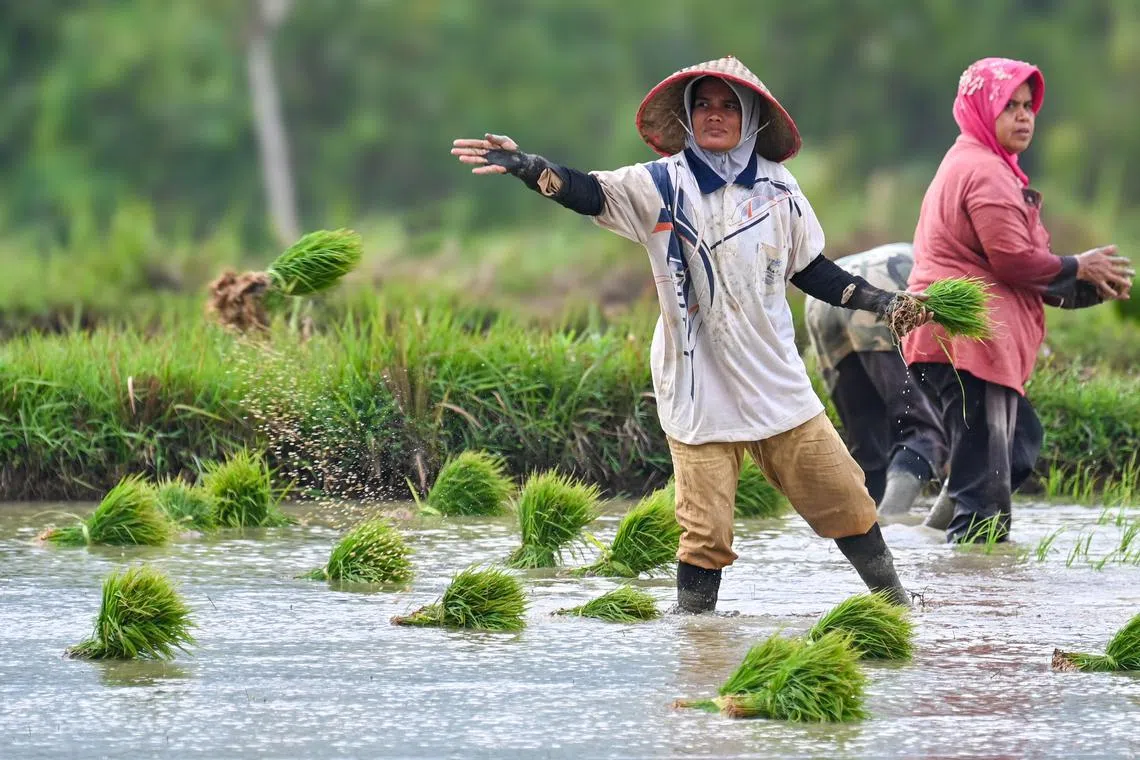 The grain, harvested from a semi-aquatic grass, is a staple food for over half of the world’s population.