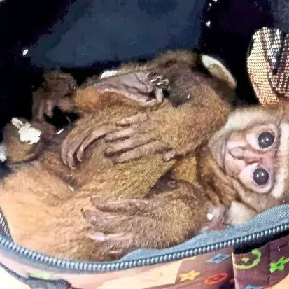 About 64% of the cases involved the smuggling of two to four gibbons per incident, suggesting that the animals were being targeted and consolidated for trafficking.