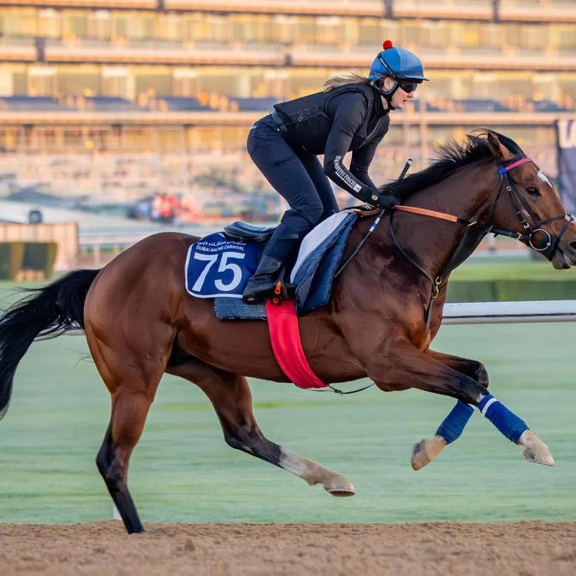 Group 2 winner Flight Plan is reported to have worked a treat in Meydan ahead of his Dubai debut in the Lord North Handicap (1,800m) on Jan 9.


