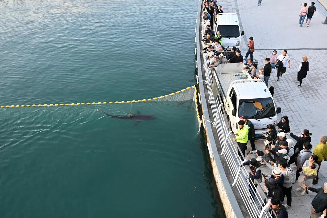An attempt to guide the stranded shark nicknamed Bukang-i back to the sea in South Korea’s port city of Busan on Oct 21.