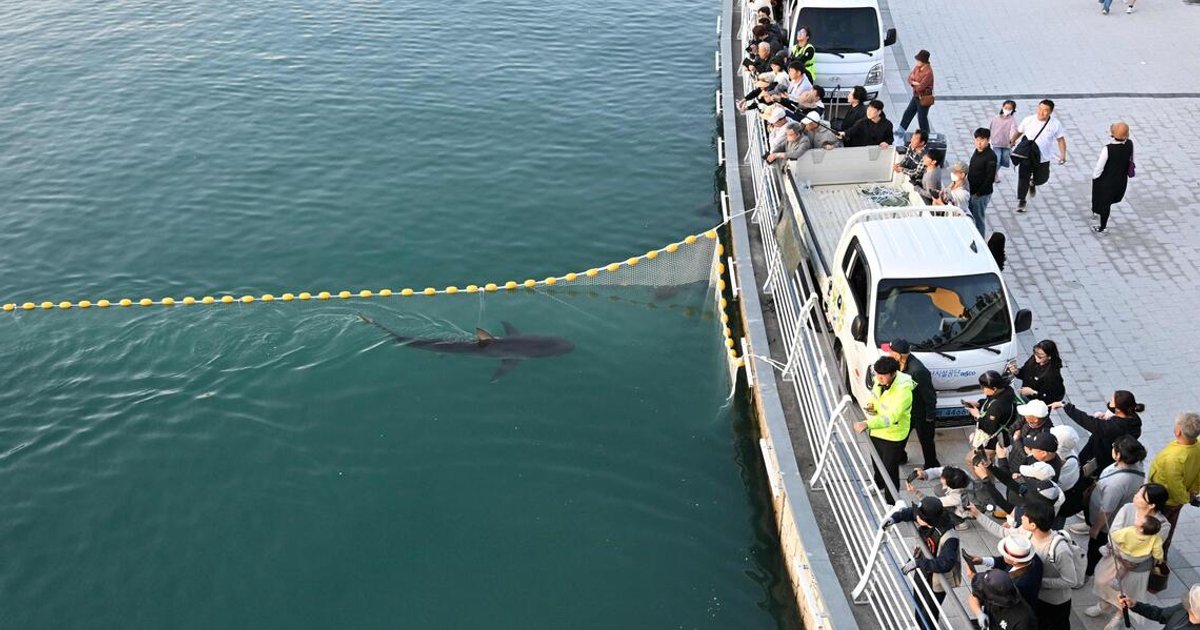 Stranded shark Bukang-i returns to sea after a month