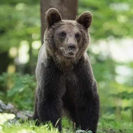 Delivery companies in Japan, such as Yamato Transport and Sagawa Express, are taking extra steps to protect drivers amid the spate of bear sightings and attacks.