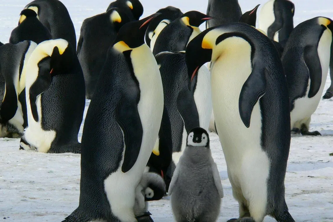Record-low sea ice levels in 2023 contributed to the second-worst year for emperor penguin chick mortality since observations began in 2018. 