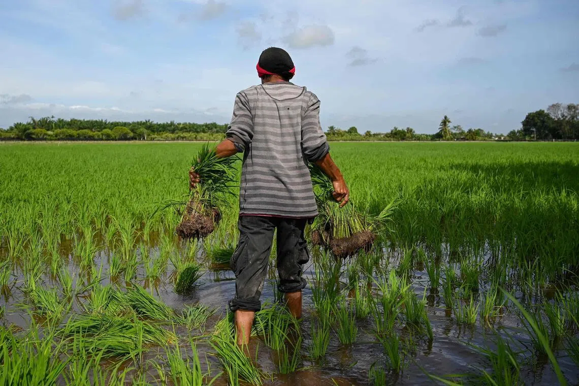A worker carries rice saplings to plant in a paddy field in Sekinchan, Malaysia's Selangor state, on Sept 30, 2021.