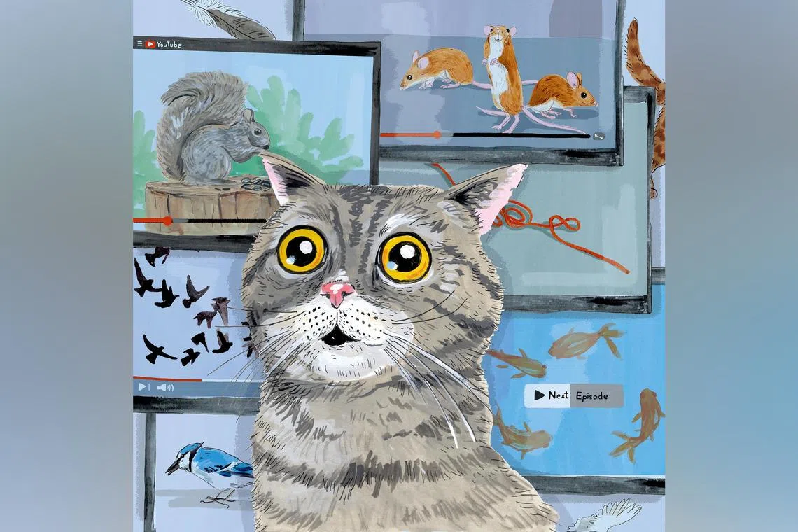 TV is not just for humans anymore, as content for pets gains popularity