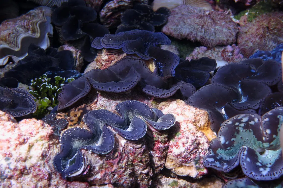 Giant blue clams seen at Kingman Reef, part of the Pacific Island Heritage National Marine Monument located about 1,200 kilometres west of Hawaii.