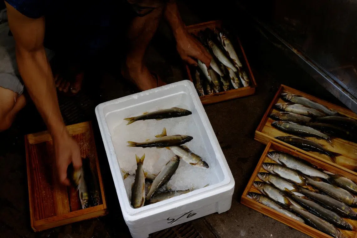 Cormorant fishing master, known as usho, Youichiro Adachi, 48, sorting ayu river fish bought from a fishmonger to serve at his traditional ryokan inn, which he runs with his mother Miwa in Oze, Seki, Japan, Sept 10, 2023. 
