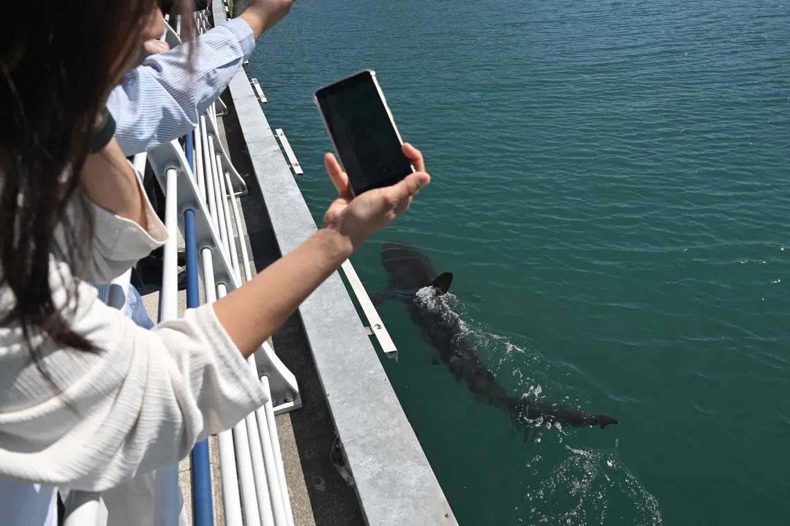 The 3m-long dusky shark was seen slamming its head into the canal wall on Oct 19.