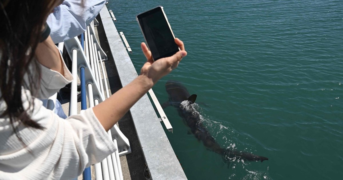 Experts warn Busan shark Bukang-i may have just 2 weeks to live