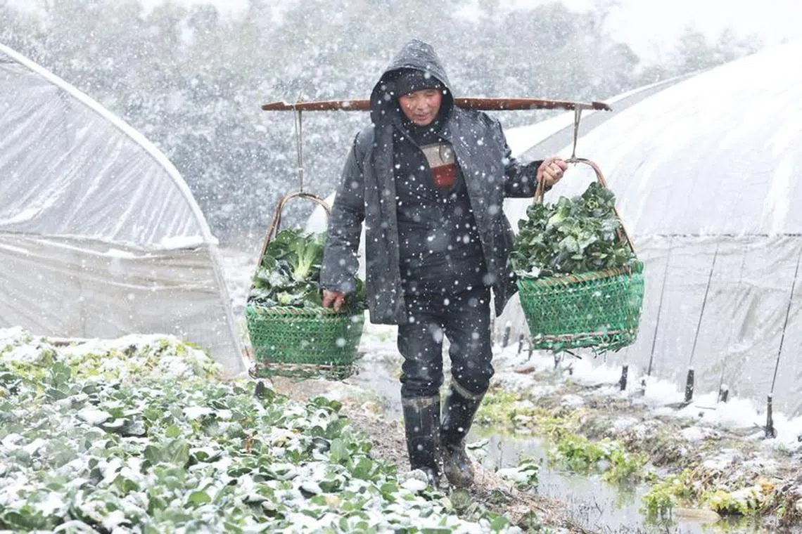A farmer carries freshly harvested vegetables amid snowfall at a farm ahead of the Chinese Lunar New Year, in Huzhou, Zhejiang province, China February 6, 2024. cnsphoto via REUTERS/ File photo