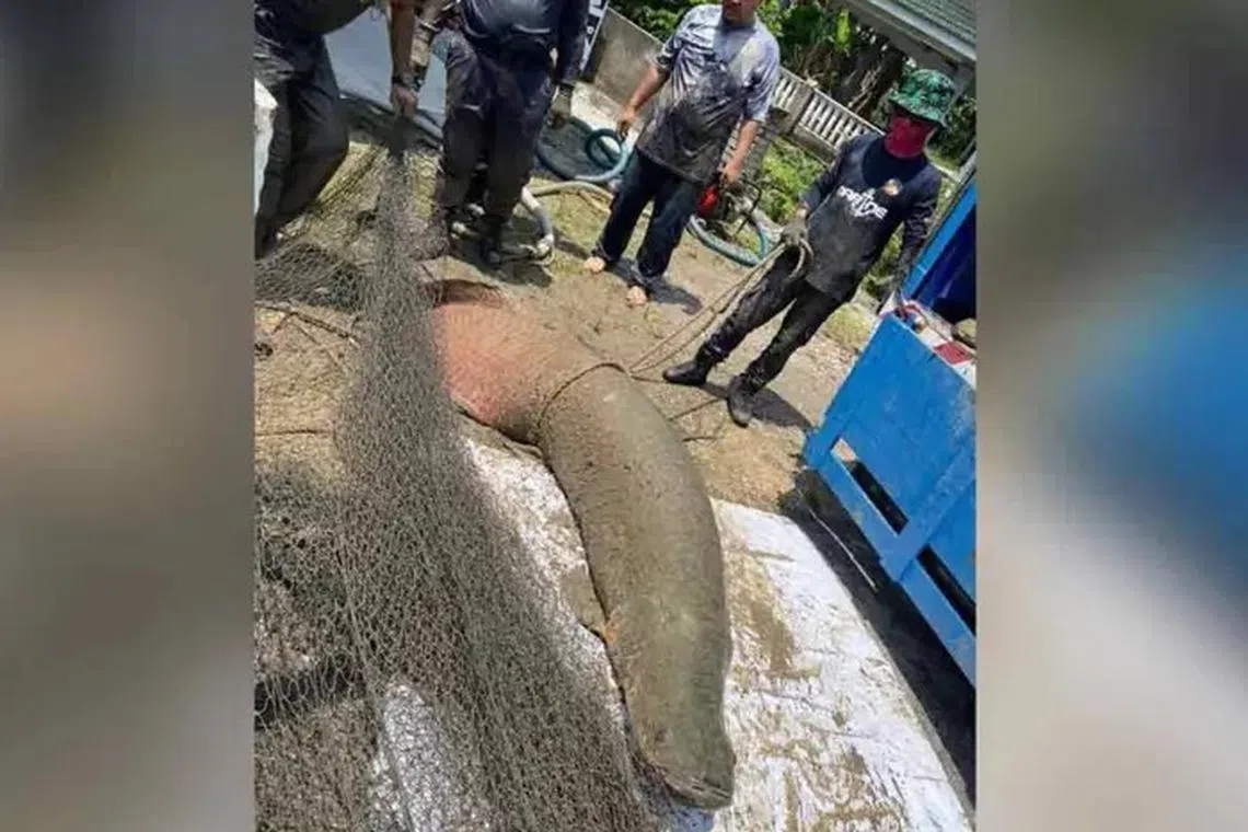 The seven-hour operation faced challenges due to the aggressive nature of the fish.