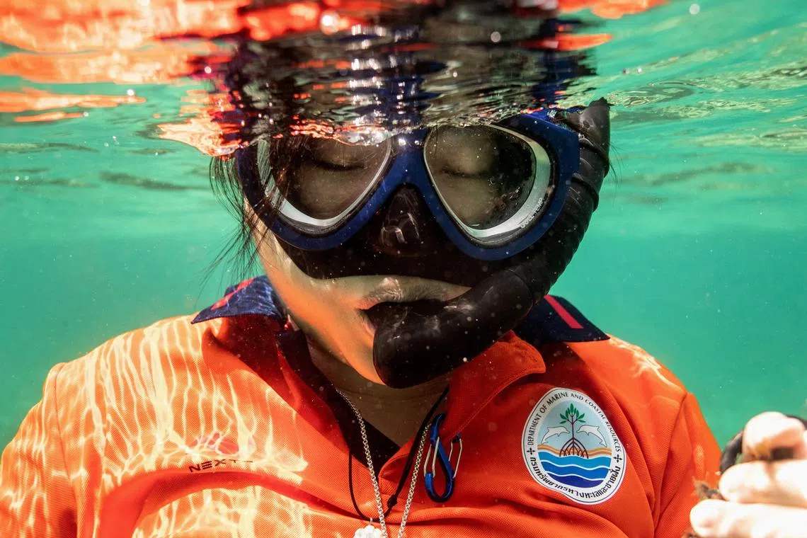 Metavee Chuangcharoendee, 27, from the Maya Shark Watch Project, pauses while snorkelling as she removes pieces of abandoned fishing nets from a coral reef in Maya Bay, at the Phi Phi Island National Park, on Phi Phi Leh Island, Krabi province, Thailand on Feb 26. 