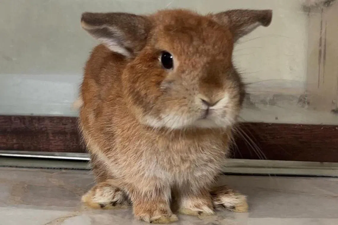 A rabbit that was administered with medication suspected to be counterfeit. 