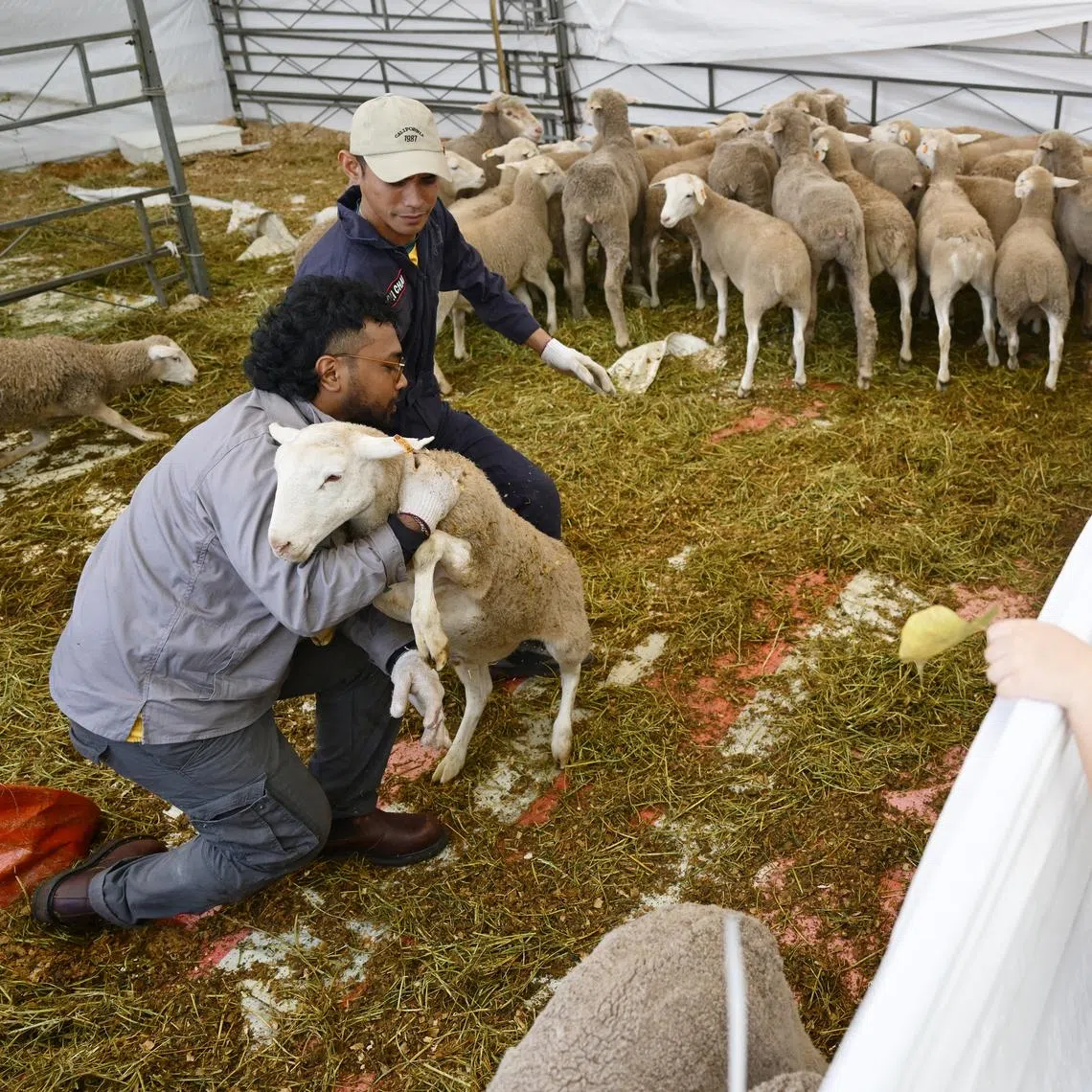 Korban is the Muslim ritual of sacrificing livestock as an act of worship and is observed during Hari Raya Haji. 